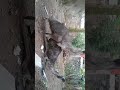 Emu Mating