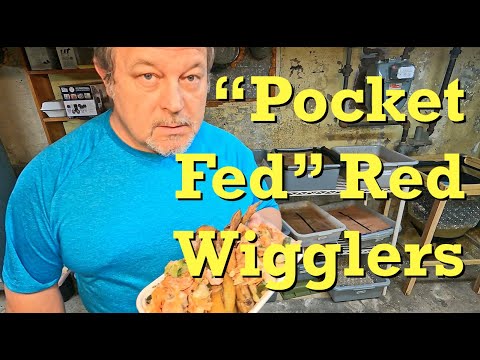 "Pocket feeding" setup on another red wiggler worm bin - vermicomposting