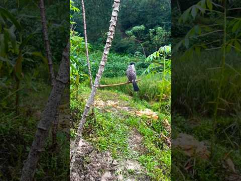 Amazing bird trap!!️kacau larinya kurang melesat