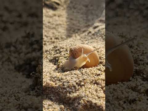 Snail on sand. #snail #beach #sand #sicily #nature #calm #relaxation