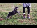 Miniature Schnauzer dogs for sale: Millie - Video 1