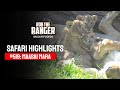 Safari Highlights 519 10 11 March 2019 Maasai Mara Zebra Plains Latest Wildlife Sightings