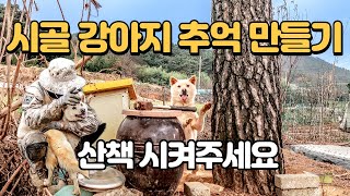 【시골강아지 브이로그】 시골 강아지 산책하고 놀아주기 