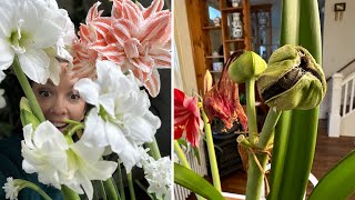 How To Pollinate an Amaryllis Flower and Produce Seed Pods // How to Propagate Amaryllis from Seed