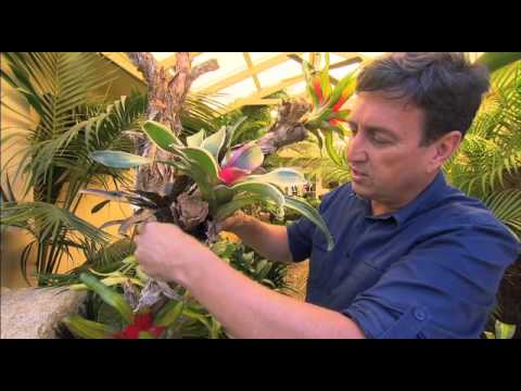 The Garden Gurus - Creating a living Bromeliad tree