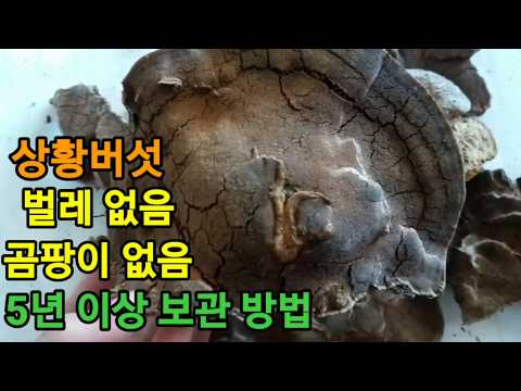 말굽버섯 유통기한, 보관법