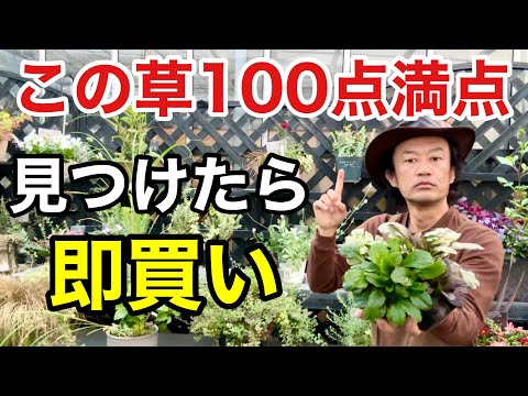 給水ジェルの作り方は？外出中に植物に水分を与えるためのその他の 2 つの方法をすべてお伝えします。  庭園