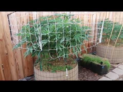 Boogie Blue Plus Hose In Filter and PH Talk