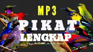 Download lagu Suara Burung Ribut || Paling Lengkap Kombinasi Super Jitu Pikat Burung Liar! mp3 Download lagu Suara Burung Ribut || Paling Lengkap Kombinasi Super Jitu Pikat Burung Liar! mp3