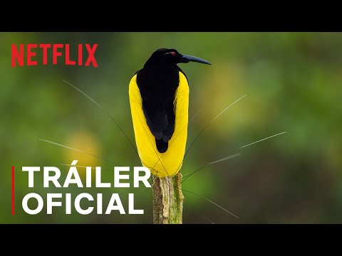 Tráiler Bailando con los Pájaros 2019