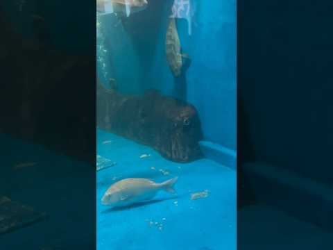 魅惑のチーム:ウツボとスズキ