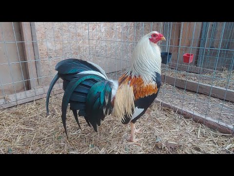 Un Gallo Giro Sweater / RoundHead / Asil, The Best Rooster Regular Grey, Roy Brady, Gene Batia