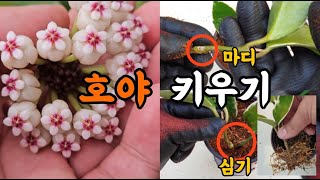호야 키우기! 호야 빛, 온도, 물주기, 번식! #엉클플랜트 #식물키우기 #공기정화식물