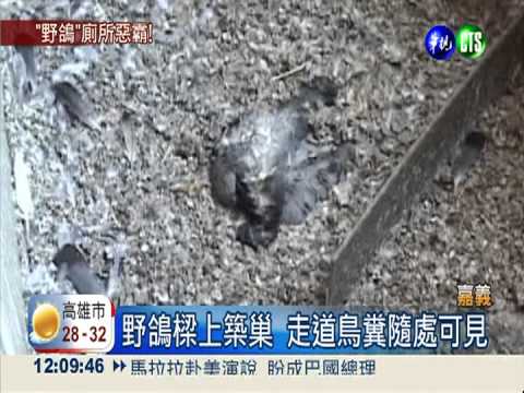 遭野鴿強佔築巢 學校被迫封廁所