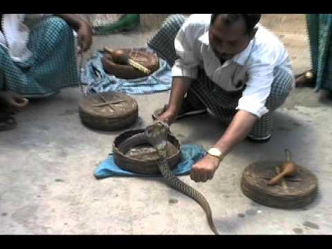 nchanted’s Video 46354060417 4yVYIaCZZaE