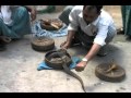 Man Gets Bitten In Face By Cobra