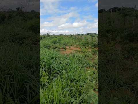 vendo 20 hectares ipubi pe 8799102 3154