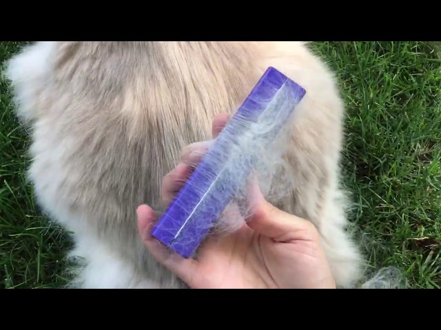 How do you brush a cat with sensitive skin?