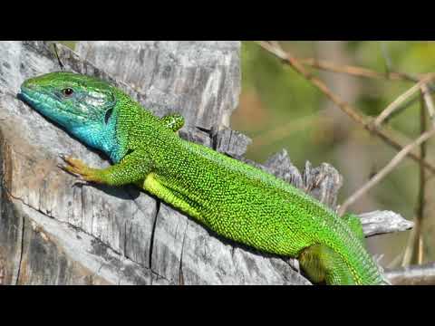 European green lizard(s)