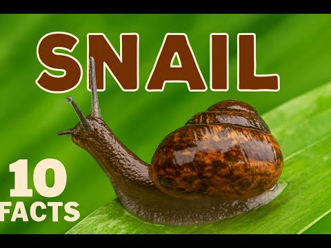 Top 10 Amazing Facts About Snails! Educational Video #snails #snailshell #snailfacts