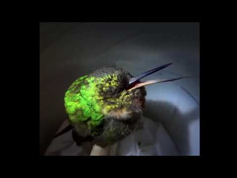 Cute hummingbird snoring for 10 minutes
