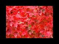 Video Guide To The Colors Of Fall Foliage In Pennsylvania