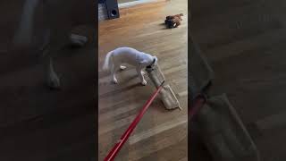 Video preview image #1 Mutt Puppy For Sale in Germantown, OH, USA