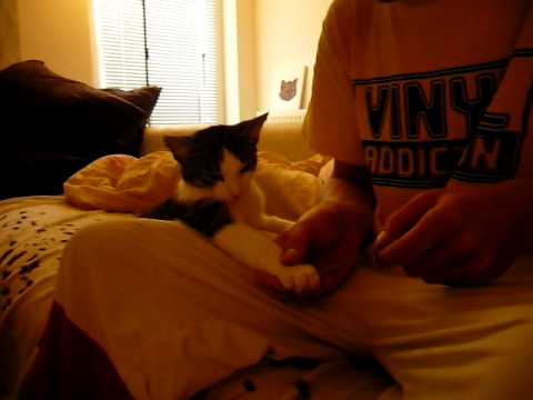 Katze lässt sich die Krallen feilen