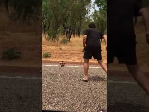 Dilophosaurus mini, Jurassic park