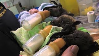 PIPISTRELLI, veri radar per l'ambiente