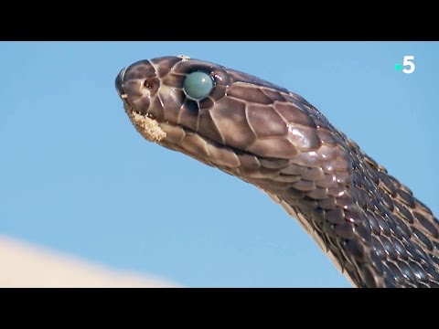 Fascinant : un serpent mue en direct - ZAPPING SAUVAGE