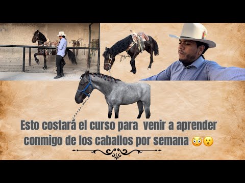 The clinic will be cheap so I can learn a little about what I do with my horses 😳🐴!!