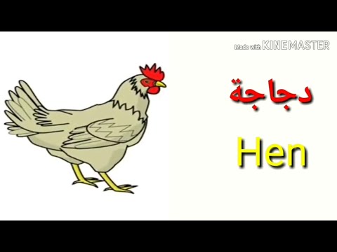 اسماء الطيور بالانجليزي مع الصور