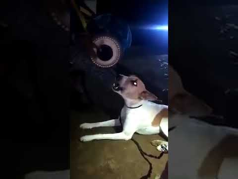 dogs are nice singer then you can see