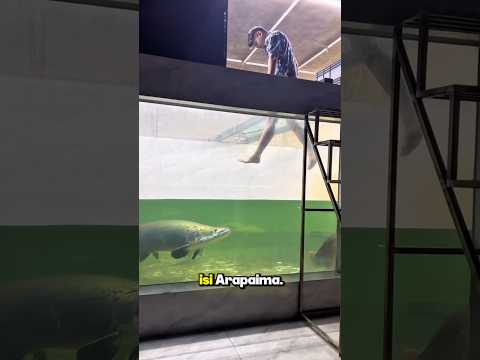 Bersihin Aquarium Arapaima, Deg-Degannya Kayak Ujian! #shorts #ikan #arapaima #viral #fish