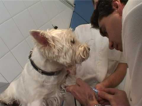 Együttes kezelés állatorvosi gyógyszerek - Friss hírek