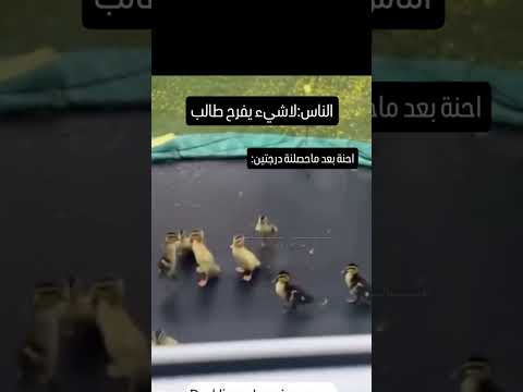 حقيقي😂.،#طلاب_السادس #السادس #رياكشنات #دراسة #امتحانات_الباكالوريا  #shorts #ميمز_تضحك  