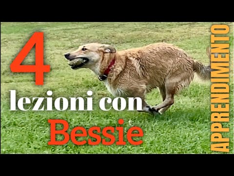 4 lezioni con Valentina e Bessie - Apprendimento: Diverse tecniche per diversi esercizi.