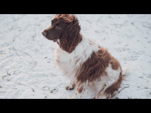 The Hunting History of English Springer Spaniels in England