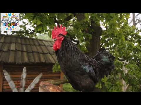 Wild Rooster Dance: Kids will LOVE this!