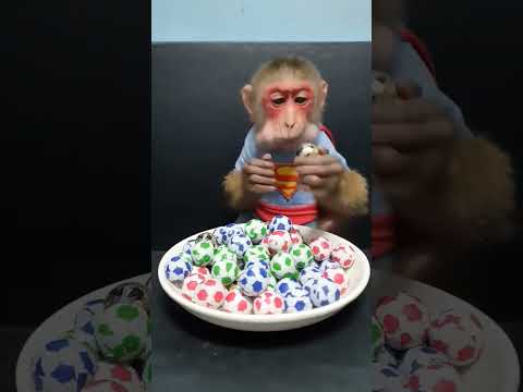 Cute Baby Monkey Eats Candy Balls