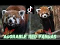 Adorable Red Pandas! | Tiktok Compilation