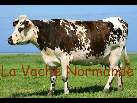 , title : 'La Race Normande - Une vache polyvalente !'