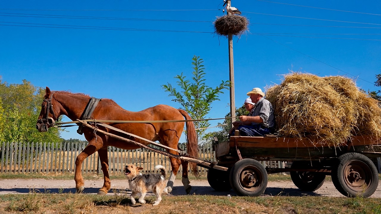Happy old age of an elderly couple in the village / picking vegetables