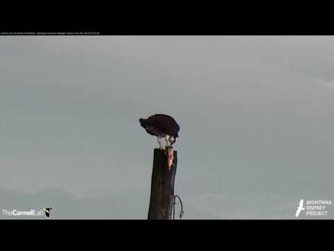 Louis Brings in Large, Live Fish and Iris Feasts on Power Pole – Apr. 25, 2017