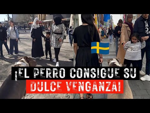 ¡Islamistas se meten con los perros equivocados en Suecia!