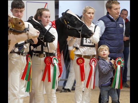 Junior Championship Class  at the 2022  National Dairy Show.Champion - Jones Haniko J Lo