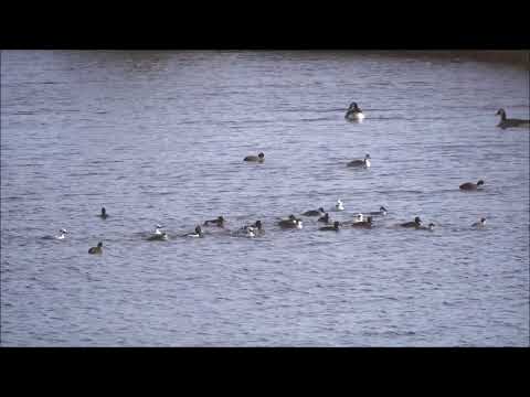 Nonnetjes Suikerunieterrein Groningen 23-02-2022