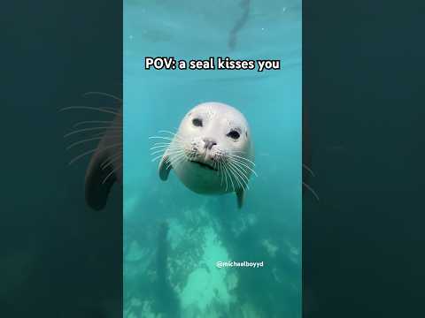 A kiss from Snowy #seal