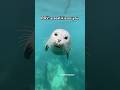A kiss from Snowy #seal